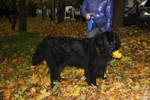 Фотография № 78505