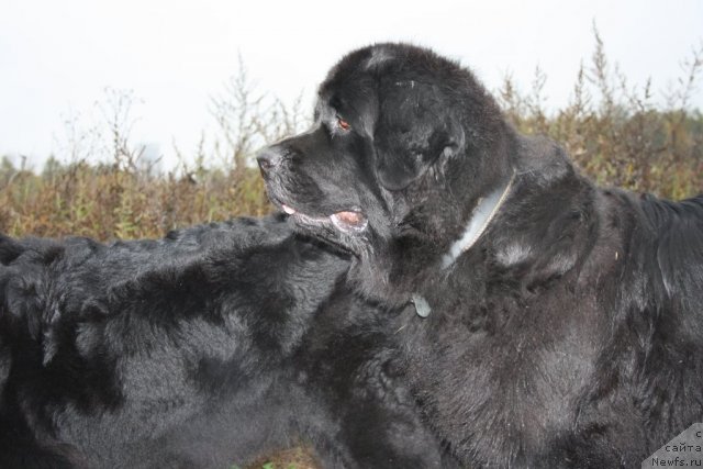 Фотография № 78506