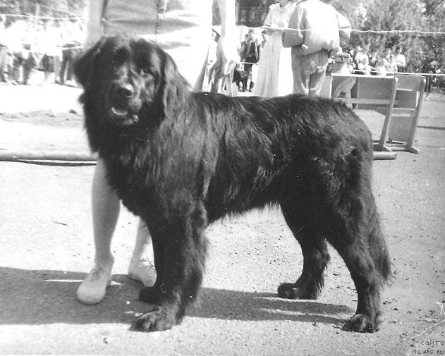 Фото: ньюфаундленд Фанселина Сольд оф Лайф Сейвер