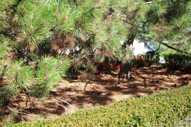 Фотография № 78511