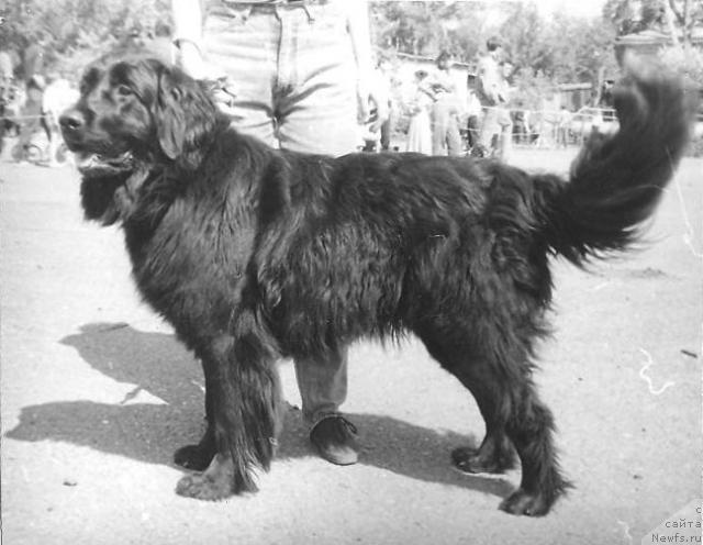 Фото: ньюфаундленд Фиона Сольд оф Лайф Сейвер