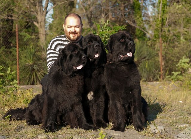 Фото: ньюфаундленд Славянка с Берега Дона (Slavjanka s Berega Dona), ньюфаундленд Mississippi-Missouri Goodie Midnight Lady, ньюфаундленд Спасатель с Берега Дона (Spasatel' s Berega Dona)