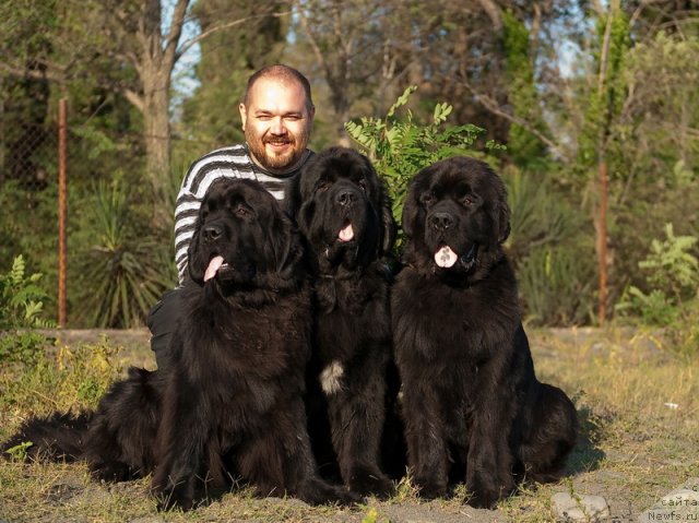 Фото: ньюфаундленд Славянка с Берега Дона (Slavjanka s Berega Dona), ньюфаундленд Mississippi-Missouri Goodie Midnight Lady, ньюфаундленд Спасатель с Берега Дона (Spasatel' s Berega Dona)