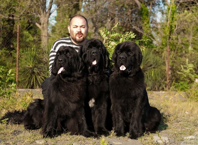 Фото: ньюфаундленд Славянка с Берега Дона (Slavjanka s Berega Dona), ньюфаундленд Mississippi-Missouri Goodie Midnight Lady, ньюфаундленд Спасатель с Берега Дона (Spasatel' s Berega Dona)