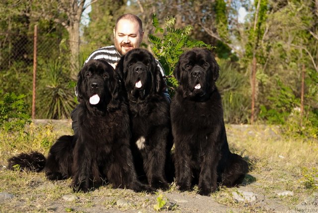 Фото: ньюфаундленд Славянка с Берега Дона (Slavjanka s Berega Dona), ньюфаундленд Mississippi-Missouri Goodie Midnight Lady, ньюфаундленд Спасатель с Берега Дона (Spasatel' s Berega Dona)