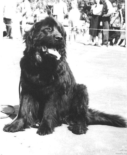 Фото: ньюфаундленд Урман Юсицан