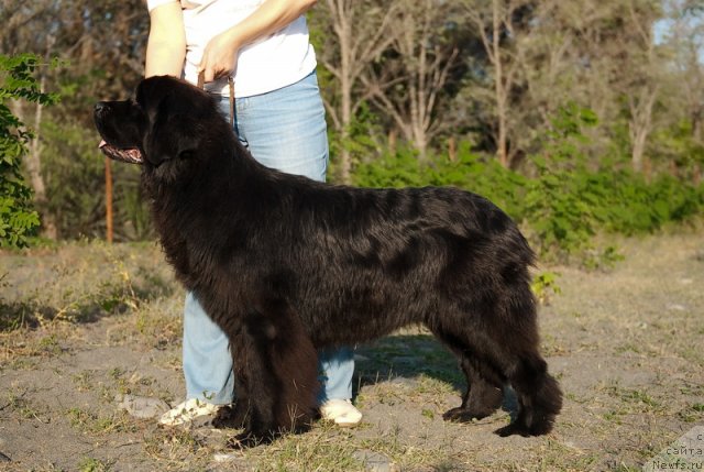 Фото: ньюфаундленд Славянка с Берега Дона (Slavjanka s Berega Dona)