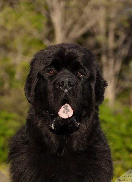 Фото: ньюфаундленд Спасатель с Берега Дона (Spasatel' s Berega Dona)