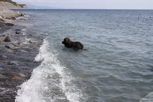 Фото: ньюфаундленд Антей Гранд Победитель