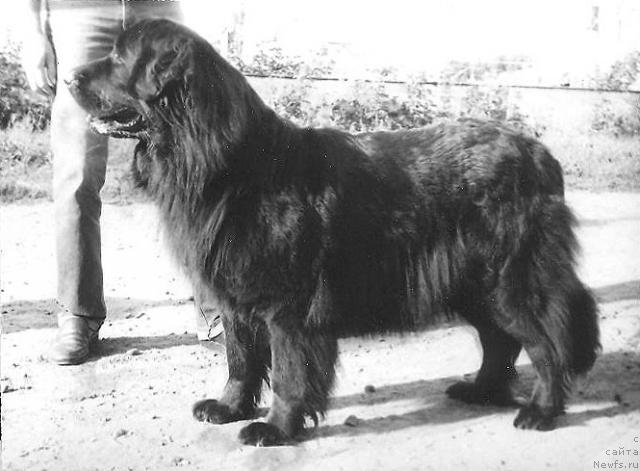 Фото: ньюфаундленд Карменсита А Адбесс Альтер Эго