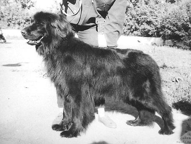 Фото: ньюфаундленд Клэвэ Леся А Адбесс Альтер Эго