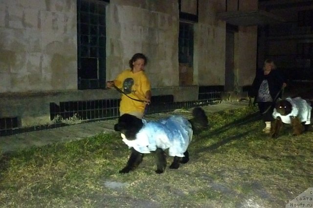 Фотография № 78576