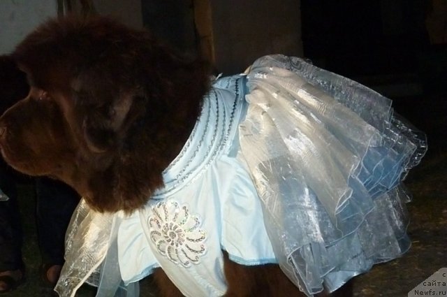 Фотография № 78582