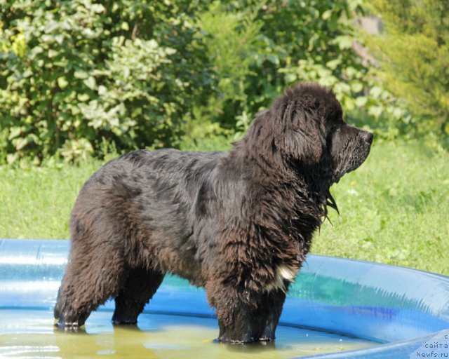 Фото: ньюфаундленд Ургант с Берега Дона (Urgant s Berega Dona)