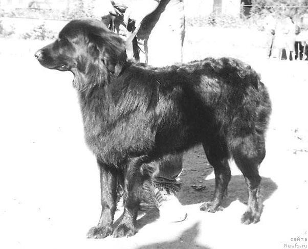 Фото: ньюфаундленд Гелла Виктория Геко