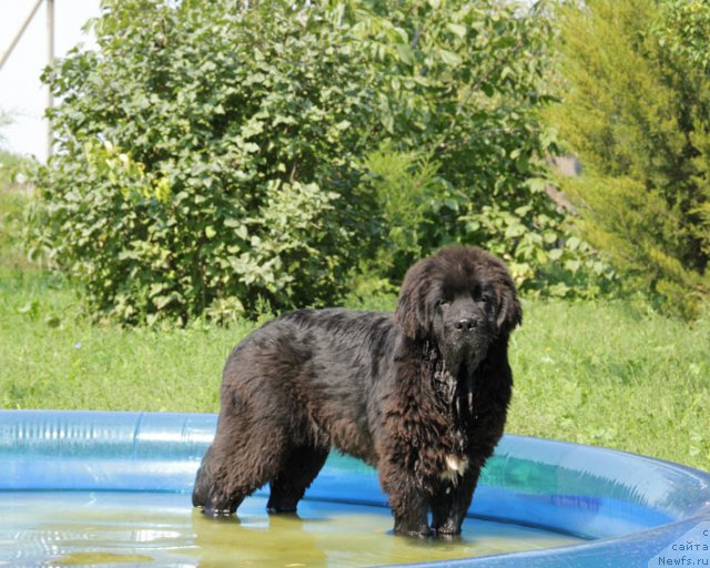 Фото: ньюфаундленд Ургант с Берега Дона (Urgant s Berega Dona)