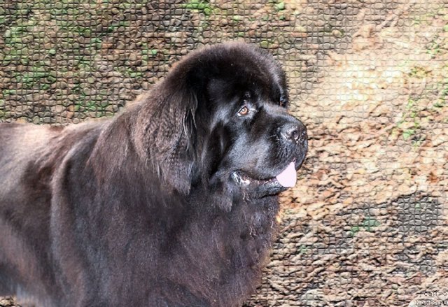 Фотография № 78591