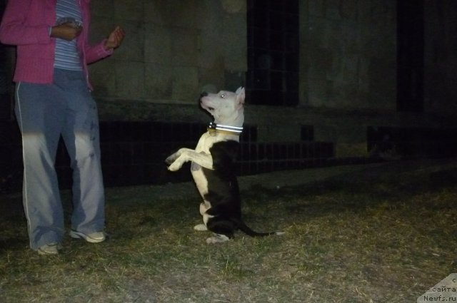 Фотография № 78599