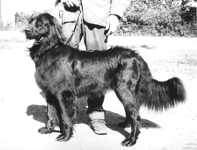 Фото: ньюфаундленд Эмира Беджи Ян