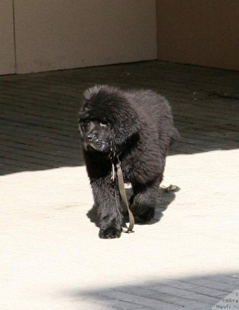 Фото: ньюфаундленд С'Нежная Вьюга Армандо Паруссо (S'Nezhnaya Vjuga Armando Parusso)