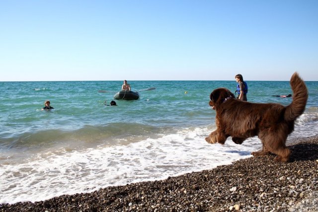 Фото: ньюфаундленд Лесная Сказка Королевский Медведь (Lesnaja Skazka Korolevskiy Medved), Ирина Долотова