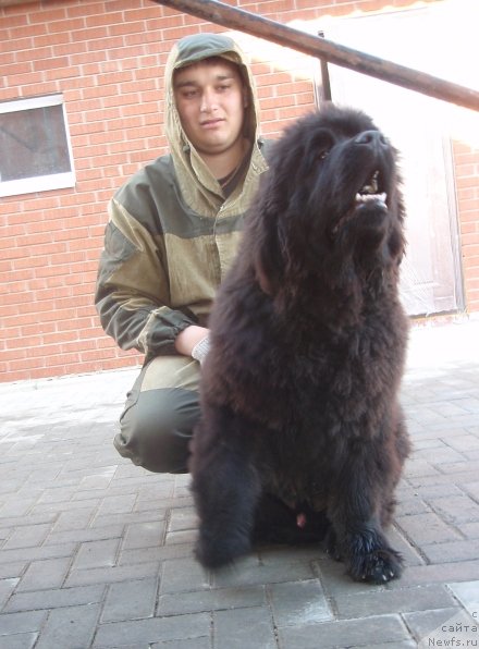 Фото: ньюфаундленд Ньюфорт Блеск Домино