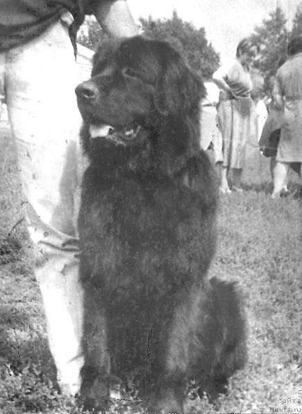 Фото: ньюфаундленд Эльбор