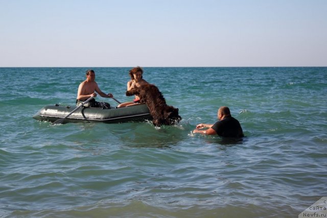 Фото: ньюфаундленд Лесная Сказка Королевский Медведь (Lesnaja Skazka Korolevskiy Medved), Светлана Самарцева, Юрий Малев, Виталик.