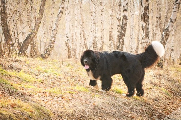 Фото: ньюфаундленд Маг Исполин Лавина (Mag Ispolin Lavina)