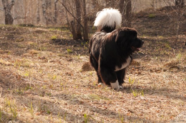 Фото: ньюфаундленд Маг Исполин Лавина (Mag Ispolin Lavina)