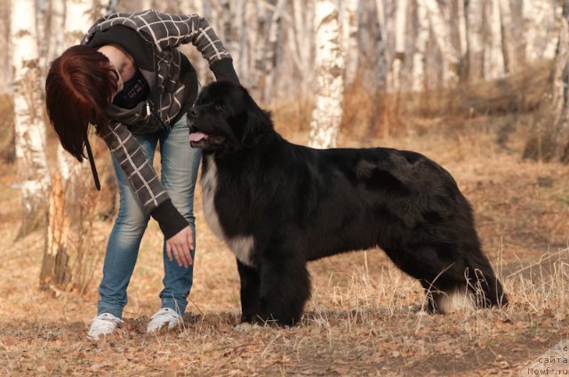 Фото: ньюфаундленд Маг Исполин Лавина (Mag Ispolin Lavina)