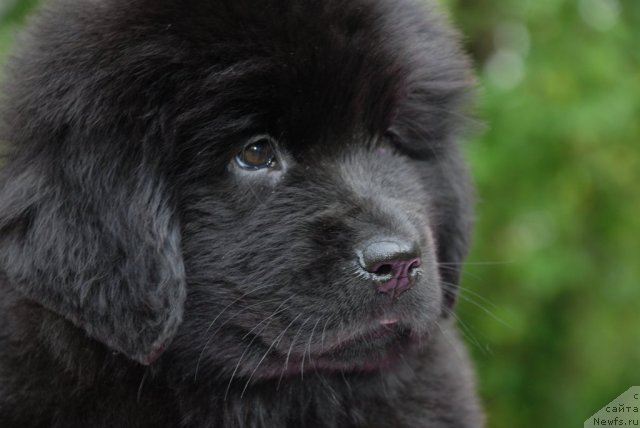 Фото: Питерньюф Мата Хари