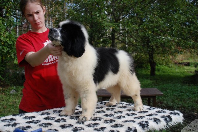 Фото: ньюфаундленд Флюфи Аваланч Сатисфастион оф Май Амбитионс (Fluffy Avalanche Satisfaction of My Ambitions)