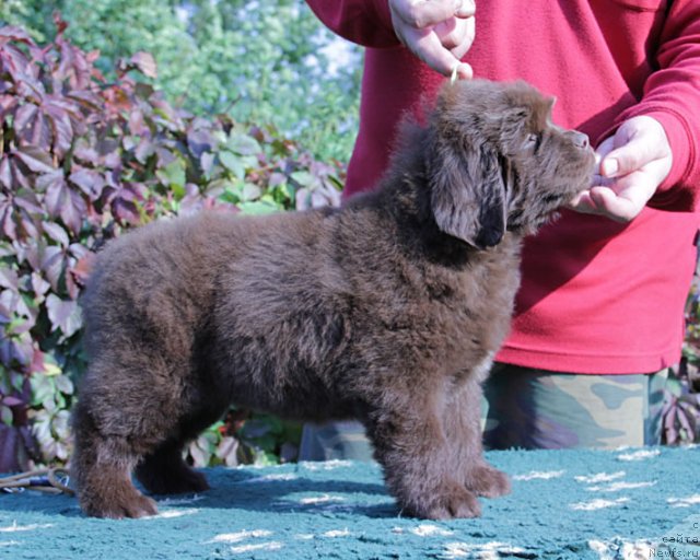 Фото: ньюфаундленд Фартовая Фишка с Берега Дона (Fartovaya Fishka s Berega Dona)