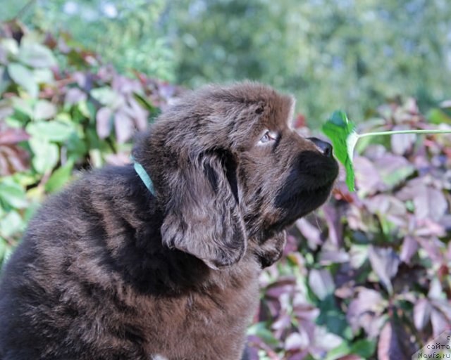 Фото: ньюфаундленд Фартовая Фишка с Берега Дона (Fartovaya Fishka s Berega Dona)