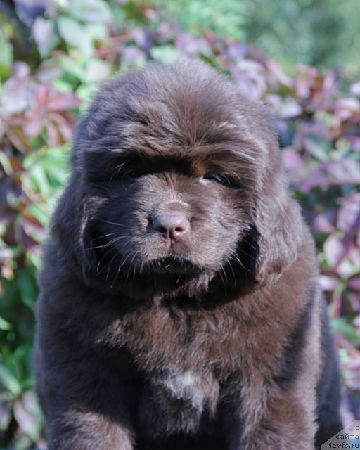 Фото: ньюфаундленд Фартовая Фишка с Берега Дона (Fartovaya Fishka s Berega Dona)