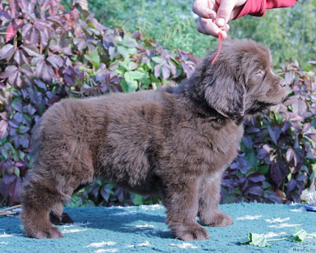 Фото: ньюфаундленд Фееричная Фортунатусси с Берега Дона (Feerichnaja Fortunatussi s Berega Dona)