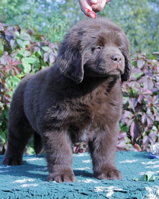 Фото: ньюфаундленд Фееричная Фортунатусси с Берега Дона (Feerichnaja Fortunatussi s Berega Dona)