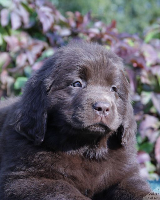 Фото: ньюфаундленд Фееричная Фортунатусси с Берега Дона (Feerichnaja Fortunatussi s Berega Dona)