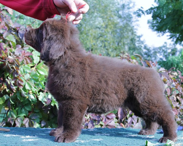 Фото: ньюфаундленд Фееричная Фортунатусси с Берега Дона (Feerichnaja Fortunatussi s Berega Dona)