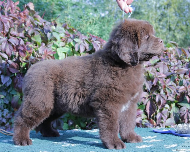 Фото: ньюфаундленд Фантастическая Фея с Берега Дона (Fantasticheskaya Feya s Berega Dona)