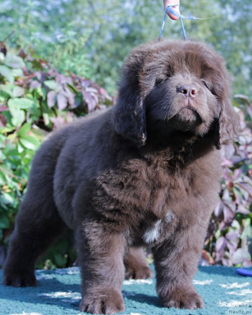 Фото: ньюфаундленд Фантастическая Фея с Берега Дона (Fantasticheskaya Feya s Berega Dona)