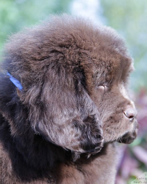 Фото: ньюфаундленд Фантастическая Фея с Берега Дона (Fantasticheskaya Feya s Berega Dona)