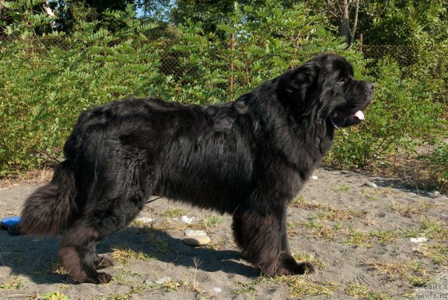 Фото: ньюфаундленд Kloofbears My Dream for Sent Djons