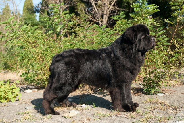 Фото: ньюфаундленд Kloofbears My Dream for Sent Djons