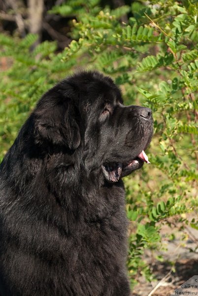 Фото: ньюфаундленд Kloofbears My Dream for Sent Djons