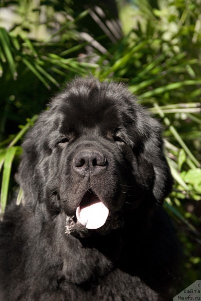 Фото: ньюфаундленд Kloofbears My Dream for Sent Djons