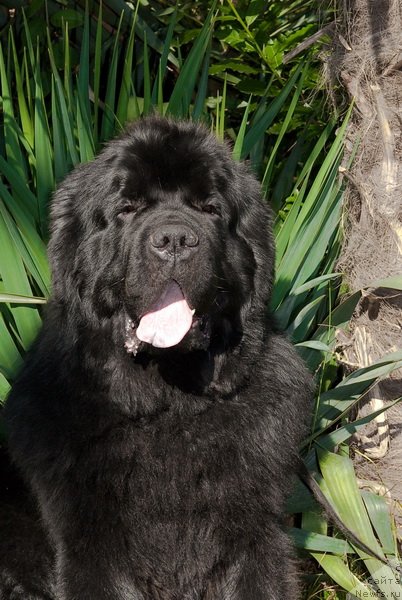 Фото: ньюфаундленд Kloofbears My Dream for Sent Djons