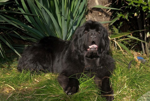 Фото: ньюфаундленд Kloofbears My Dream for Sent Djons