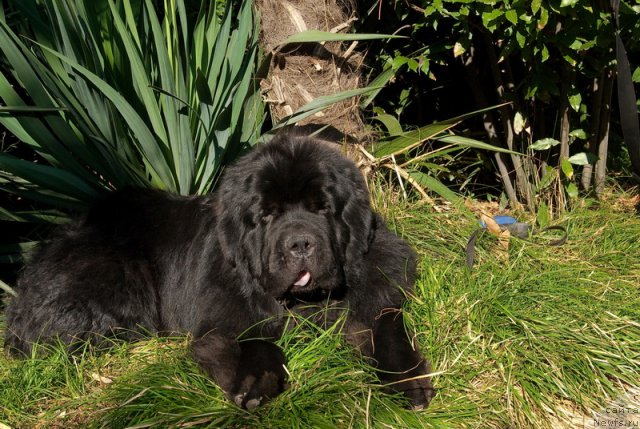 Фото: ньюфаундленд Kloofbears My Dream for Sent Djons